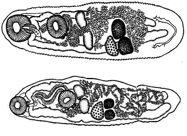 Представитель Семейства Hemiuridae